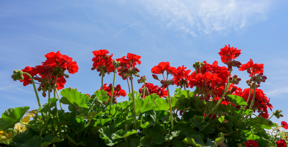 Achter de geraniums? Deze senioren moeten er niet aan denken