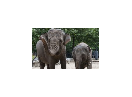 Dierentuin Artis kiest ook voor 65plus