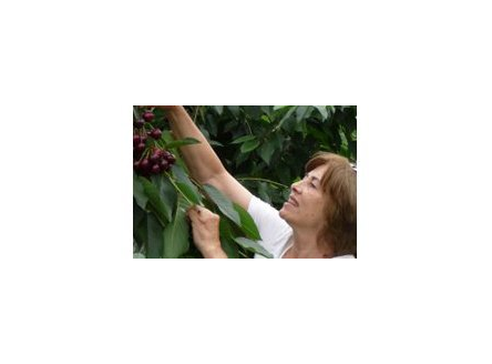 Kersenteler Haarsteeg kiest voor 65plus